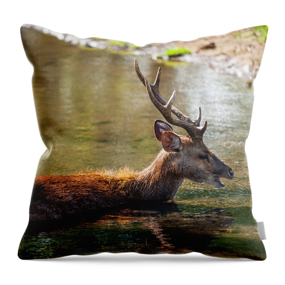 Nature Throw Pillow featuring the photograph Refreshing 3. Male Deer in the Pampelmousse Botanical Garden. Mauritius #1 by Jenny Rainbow