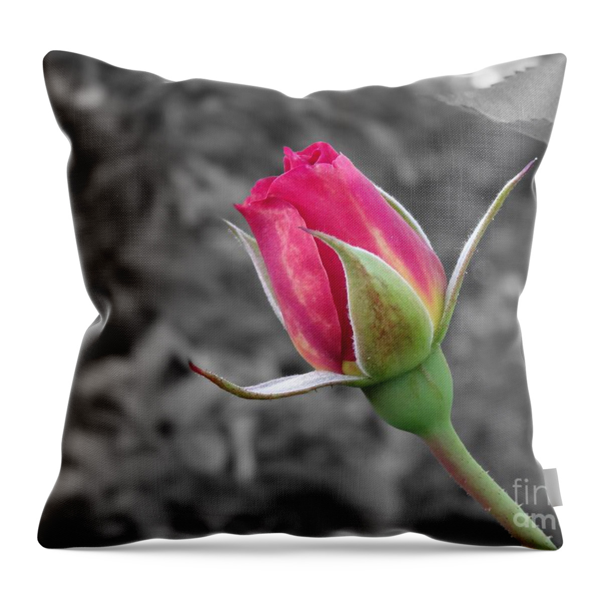 Flower Throw Pillow featuring the photograph Rose #1 by Erik Dunn
