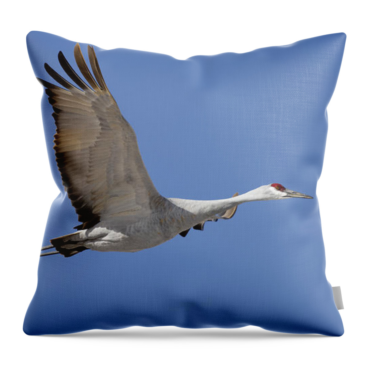 Bosque Throw Pillow featuring the photograph Sandhill Crane in flight #1 by Gary Langley