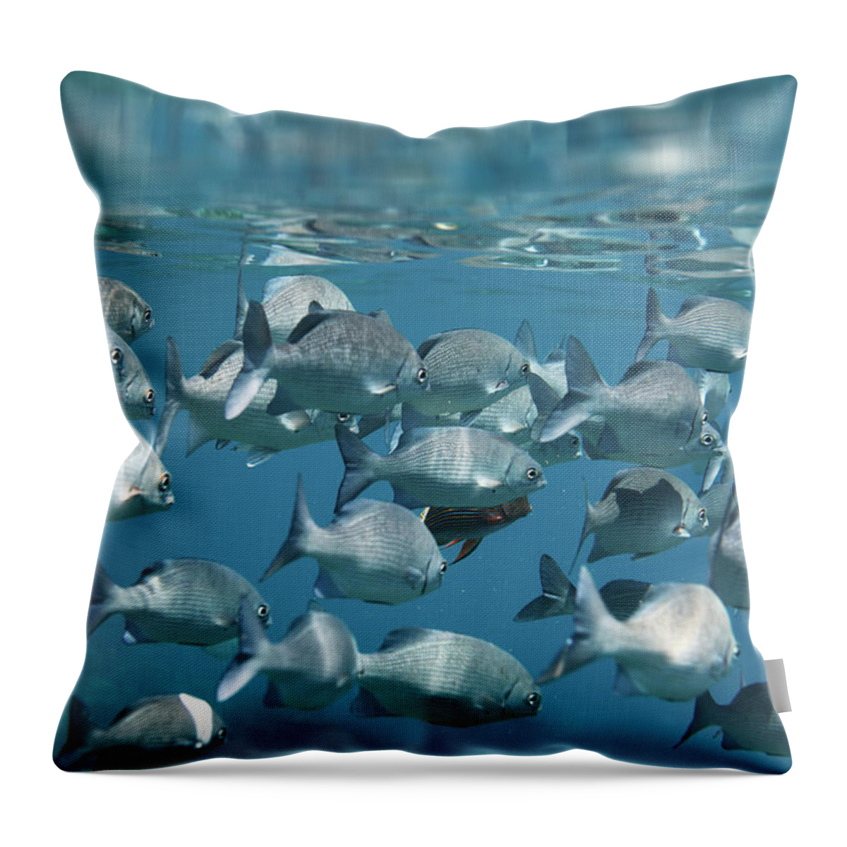 Underwater Throw Pillow featuring the photograph School Of Fish #1 by Danilovi