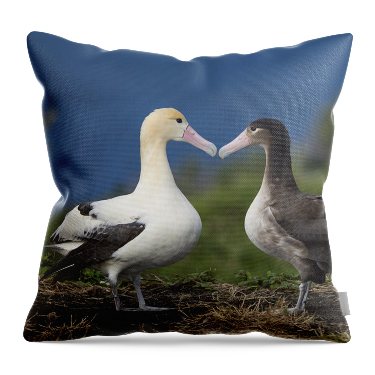 536835 Throw Pillow featuring the photograph Short-tailed Albatross Courting #1 by Tui De Roy