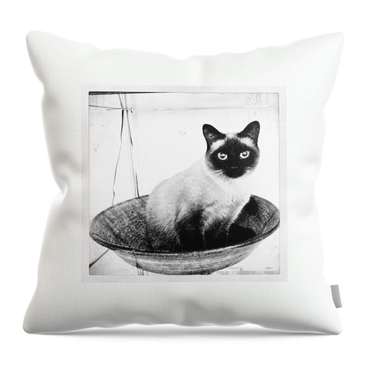 Cat Throw Pillow featuring the photograph Siamese in a Bowl #2 by Natasha Marco