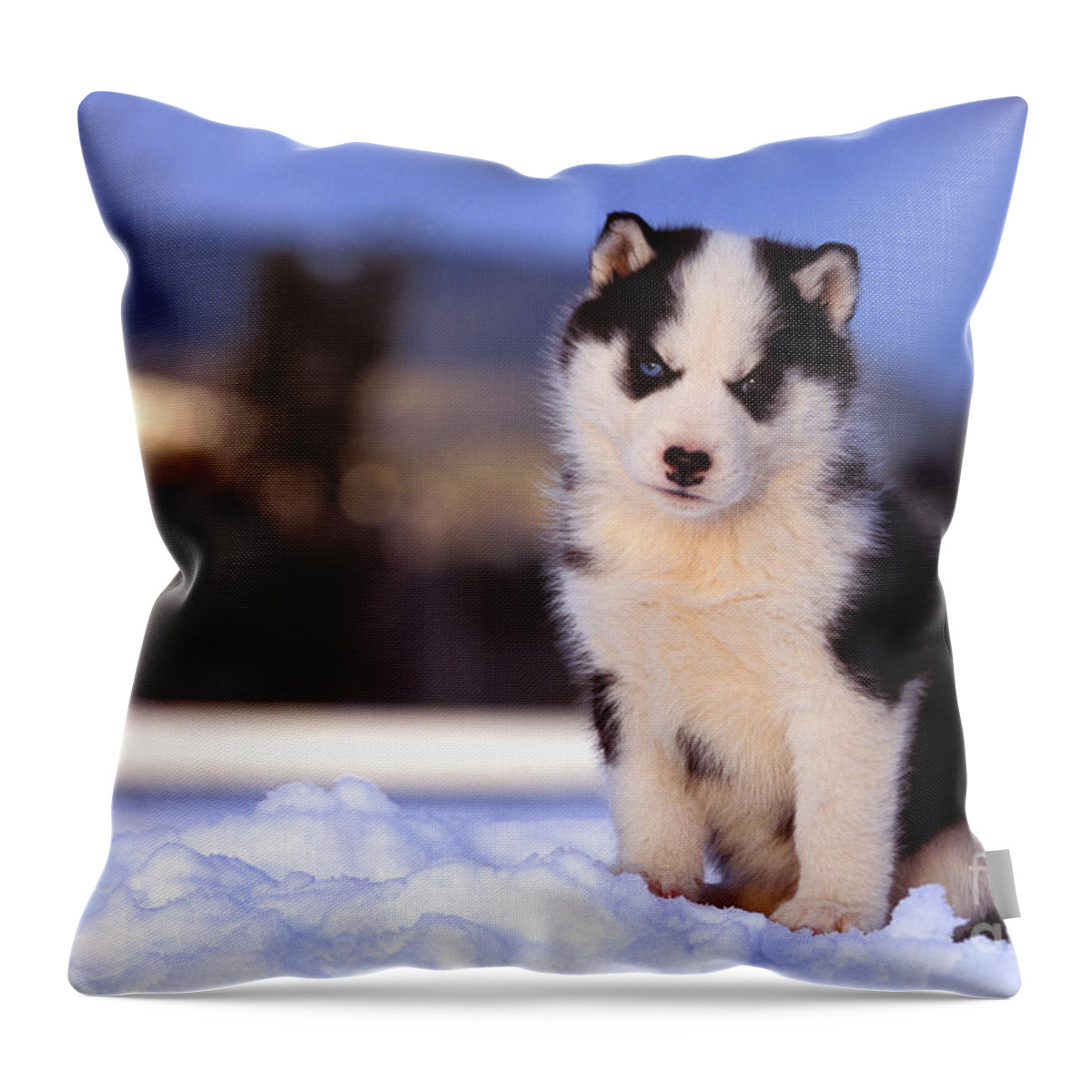 Dog Throw Pillow featuring the photograph Siberian Husky Puppy #2 by Rolf Kopfle