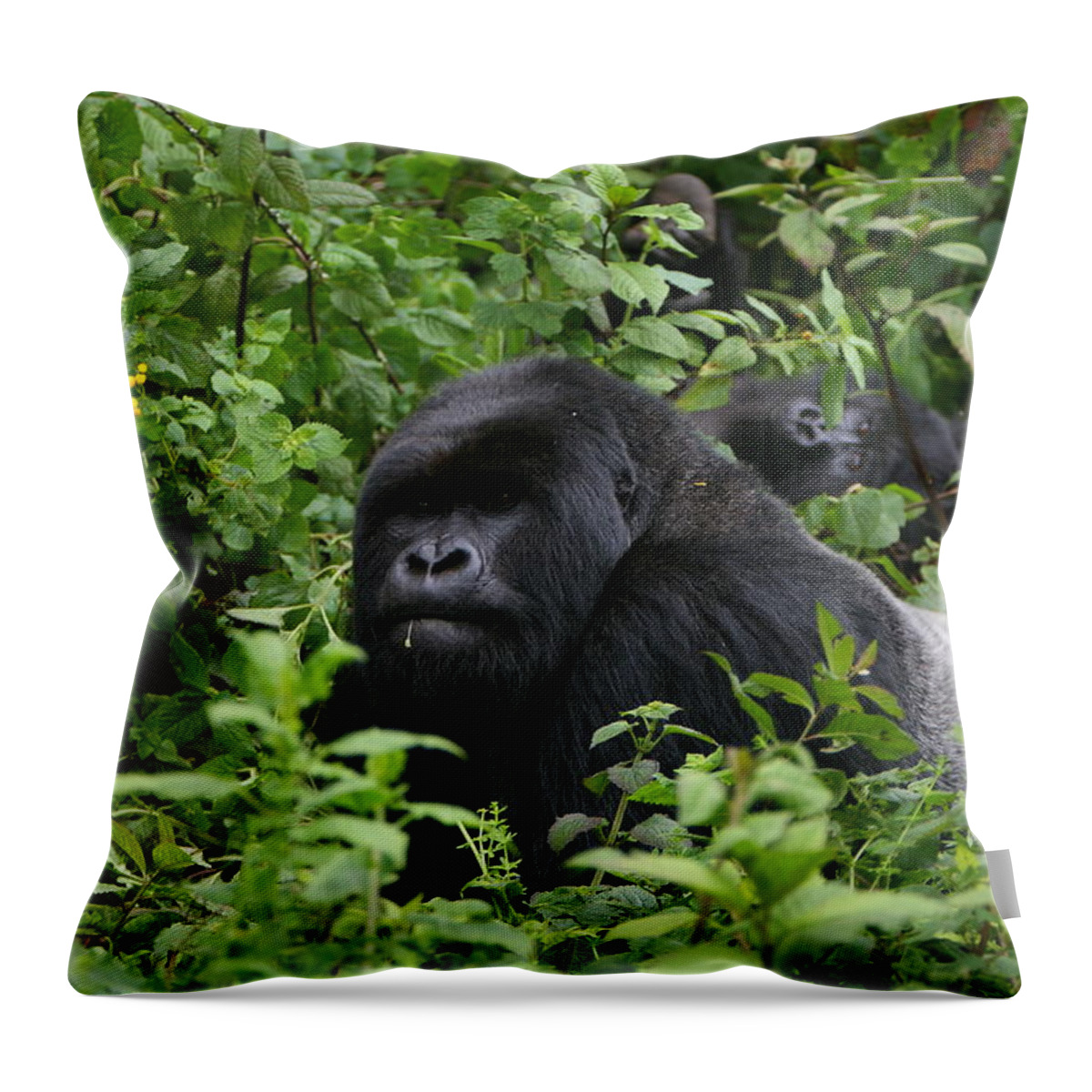 Gorilla Throw Pillow featuring the photograph Silverback On Watch #1 by Bruce J Robinson