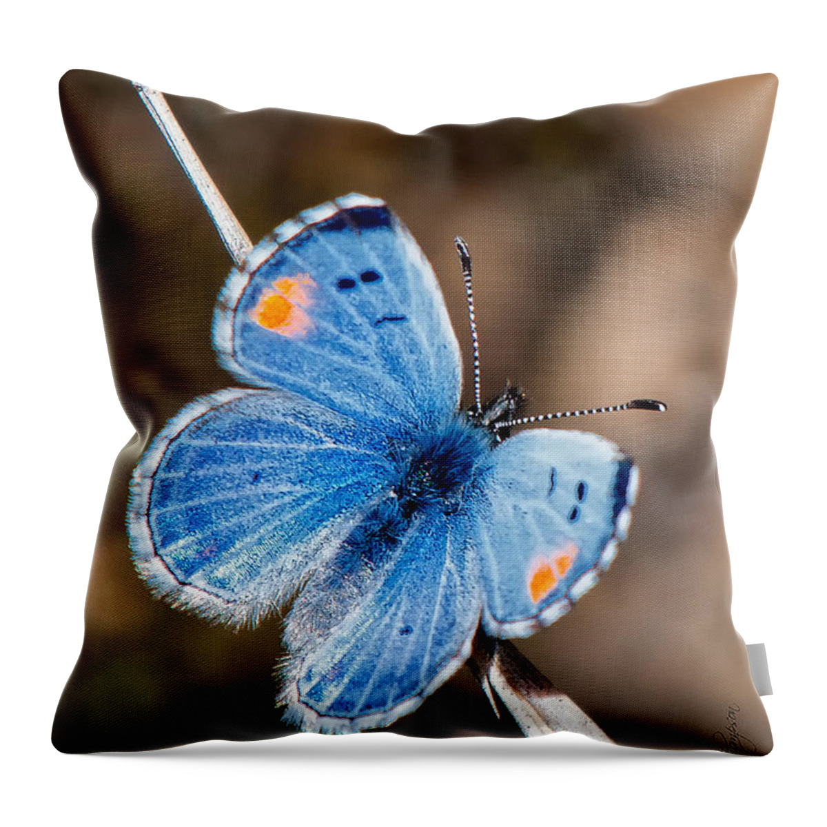 Insects Throw Pillow featuring the photograph Sonoran Blue #1 by Jim Thompson