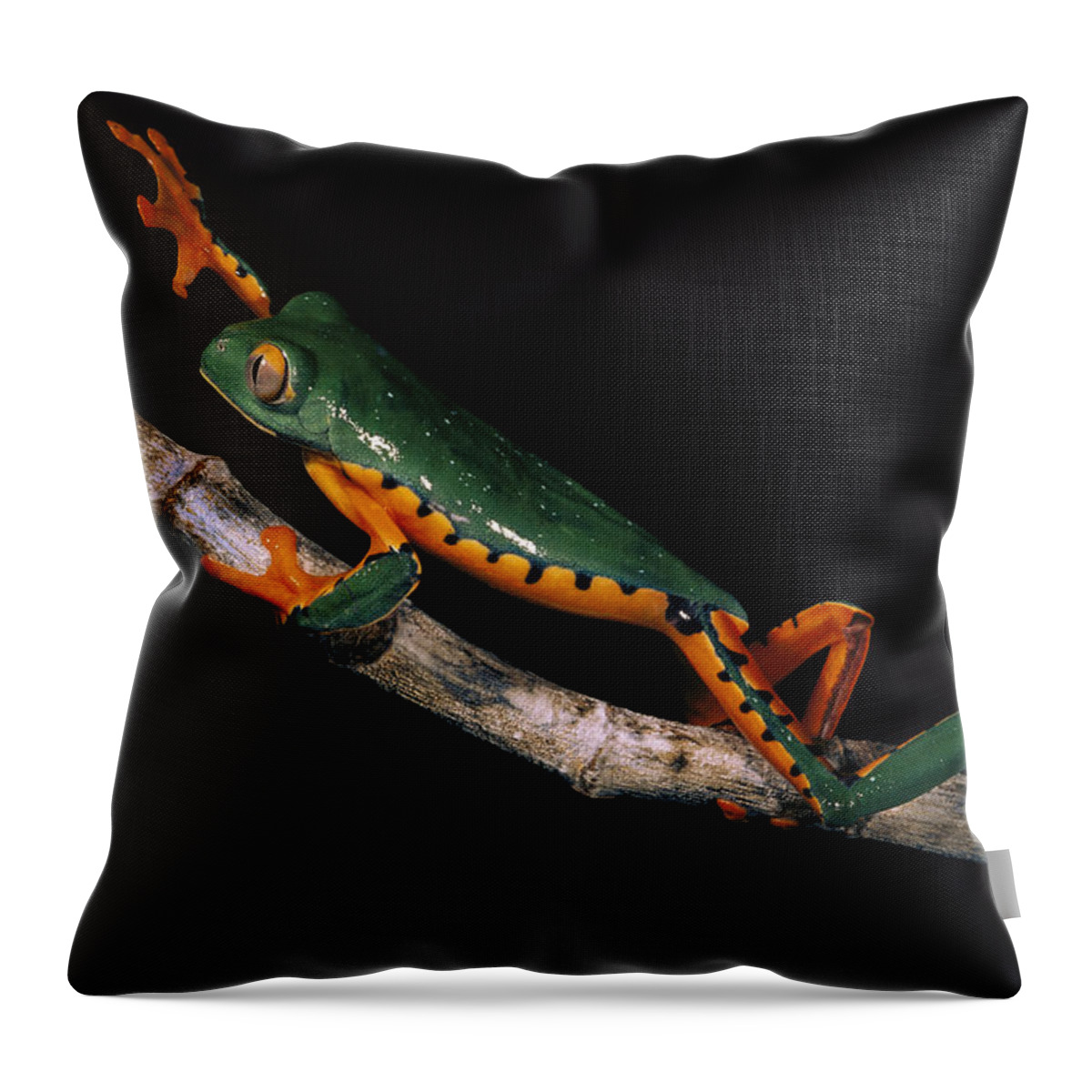 00217037 Throw Pillow featuring the photograph Splendid Leaf Frog Ecuador #2 by Pete Oxford