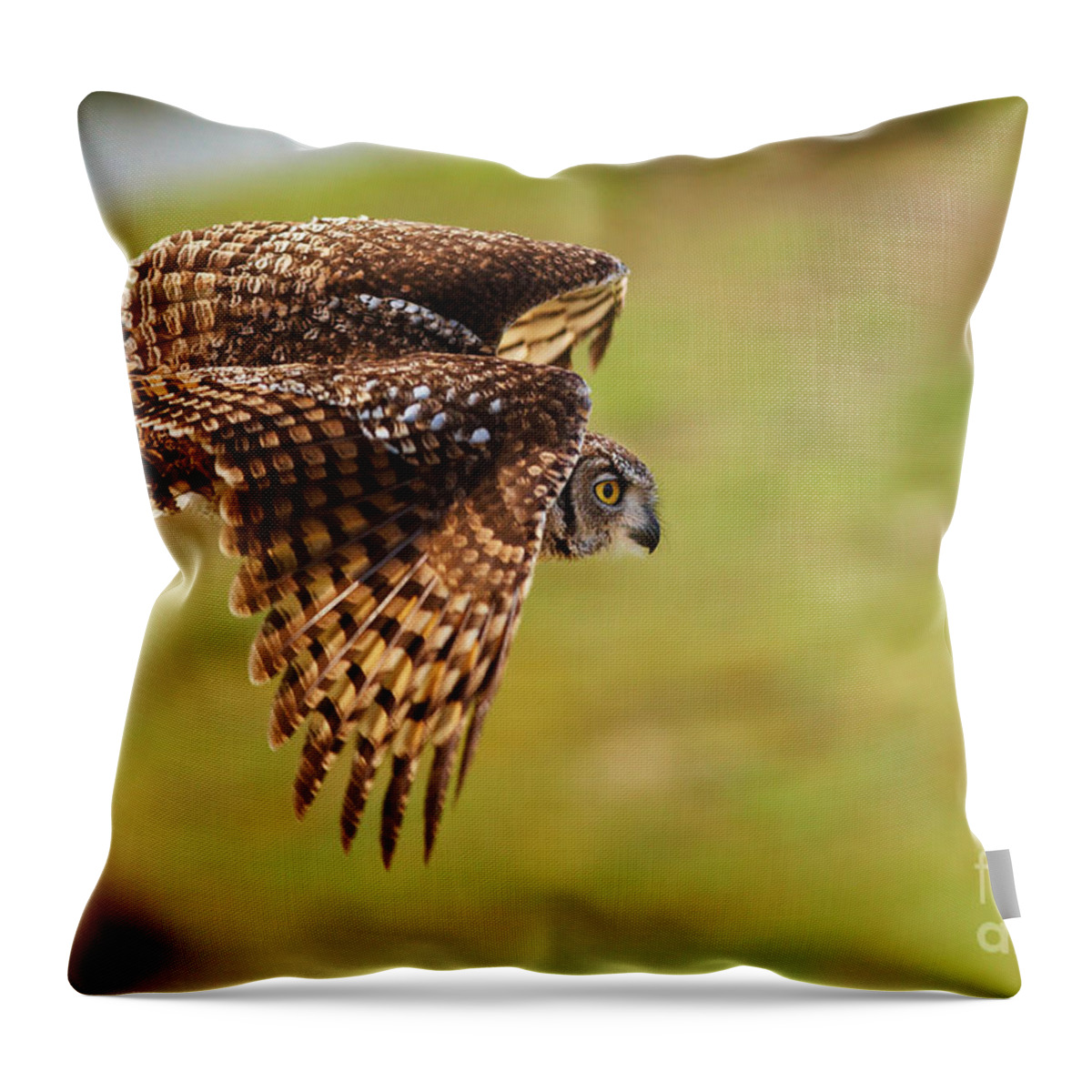 African Throw Pillow featuring the photograph Spotted Eagle Owl in flight #2 by Nick Biemans