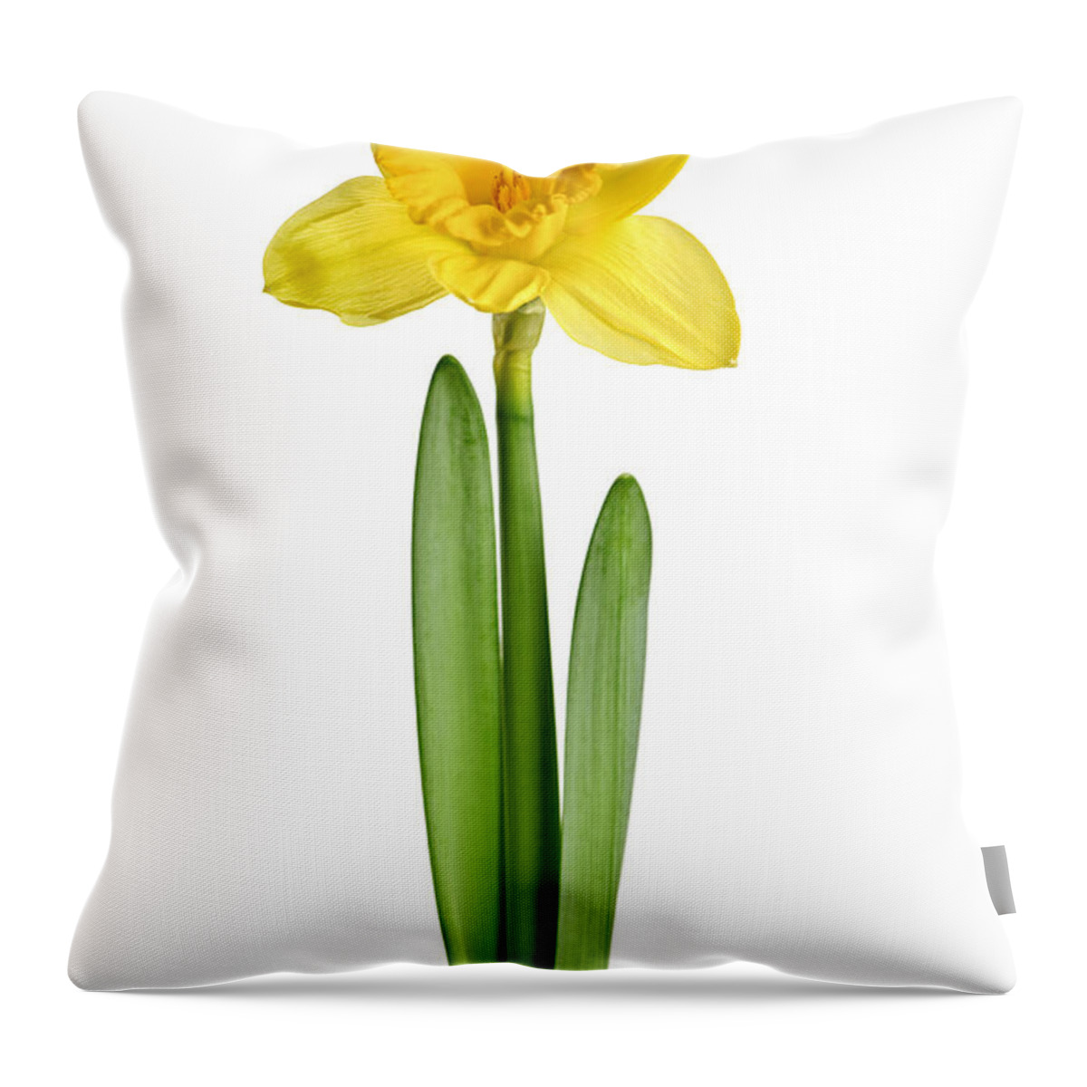Flower Throw Pillow featuring the photograph Spring yellow daffodil 1 by Elena Elisseeva