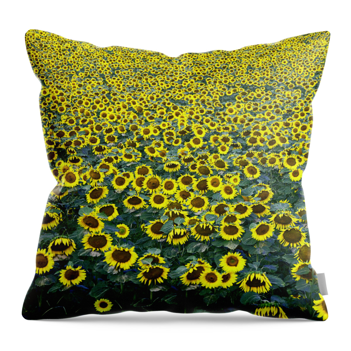 Yellow Throw Pillow featuring the photograph Sunflower Nirvana 13 by Allen Beatty