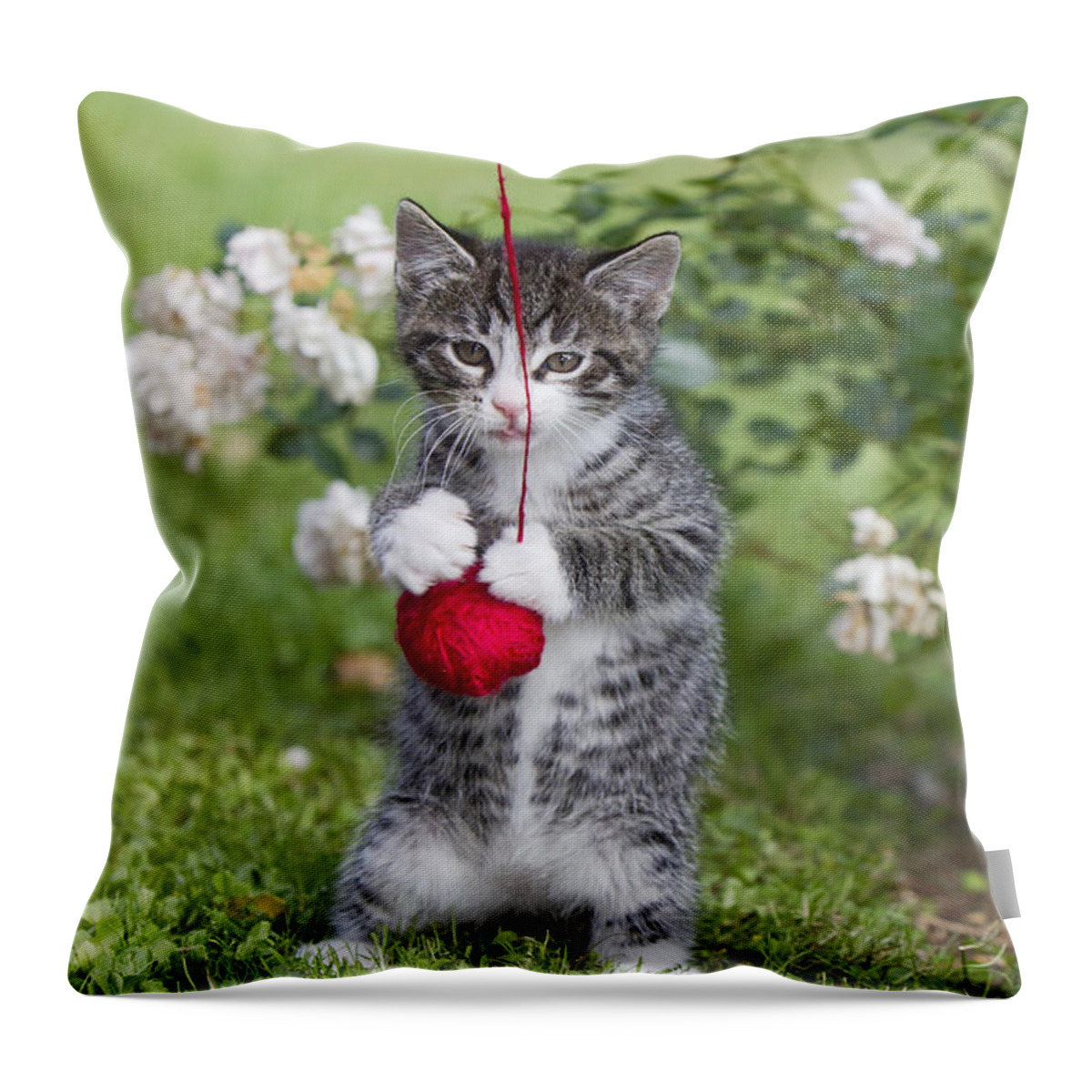 Feb0514 Throw Pillow featuring the photograph Tabby Kitten Playing With Ball Of Wool #1 by Duncan Usher