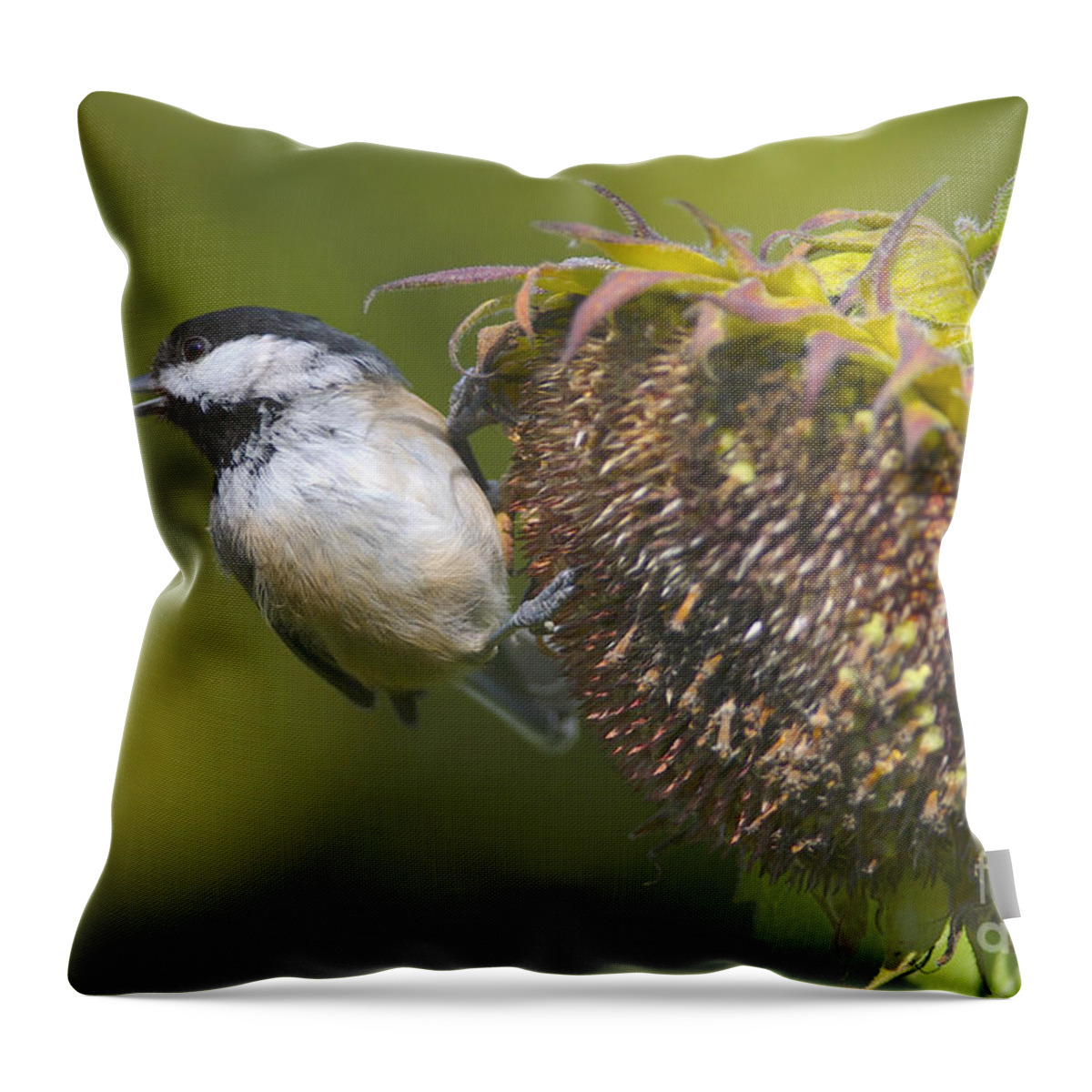 Black-capped Chickadee Throw Pillow featuring the photograph Tasty Treat by Sharon Talson