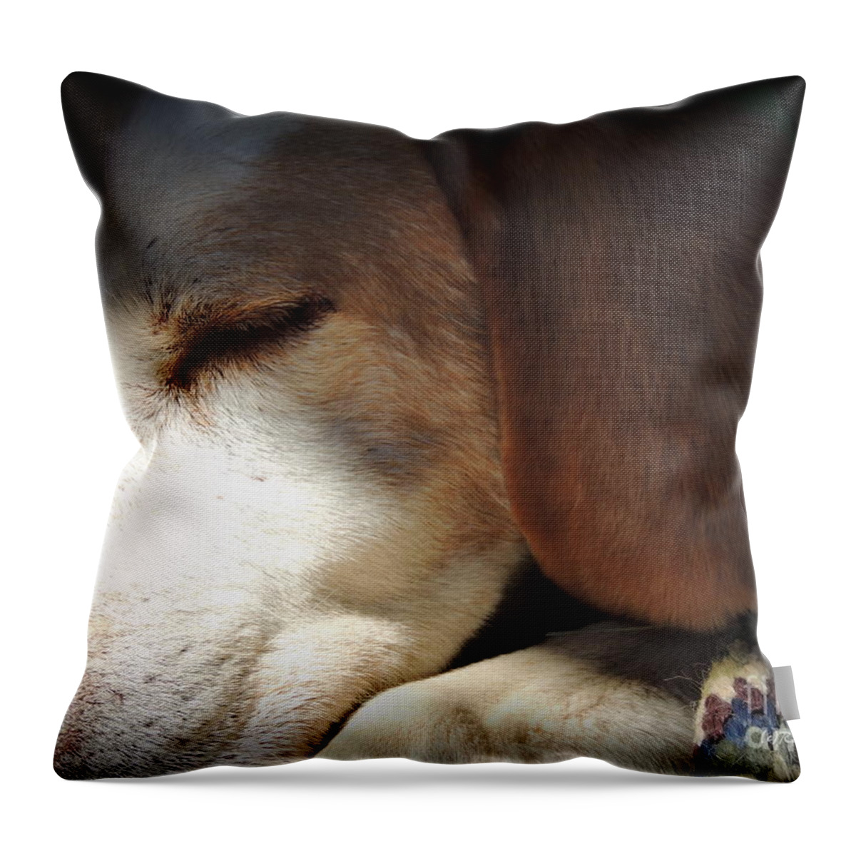 Dogs Throw Pillow featuring the photograph The Old Boy #1 by Rabiah Seminole