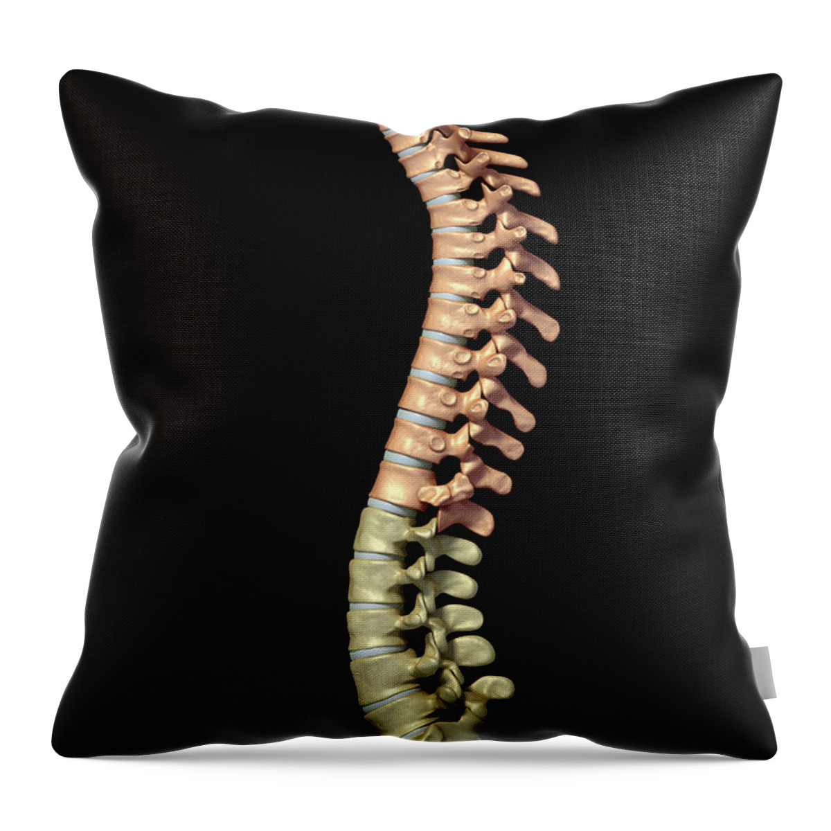 Digitally Generated Image Throw Pillow featuring the photograph The Thoracic Vertebrae #1 by Science Picture Co