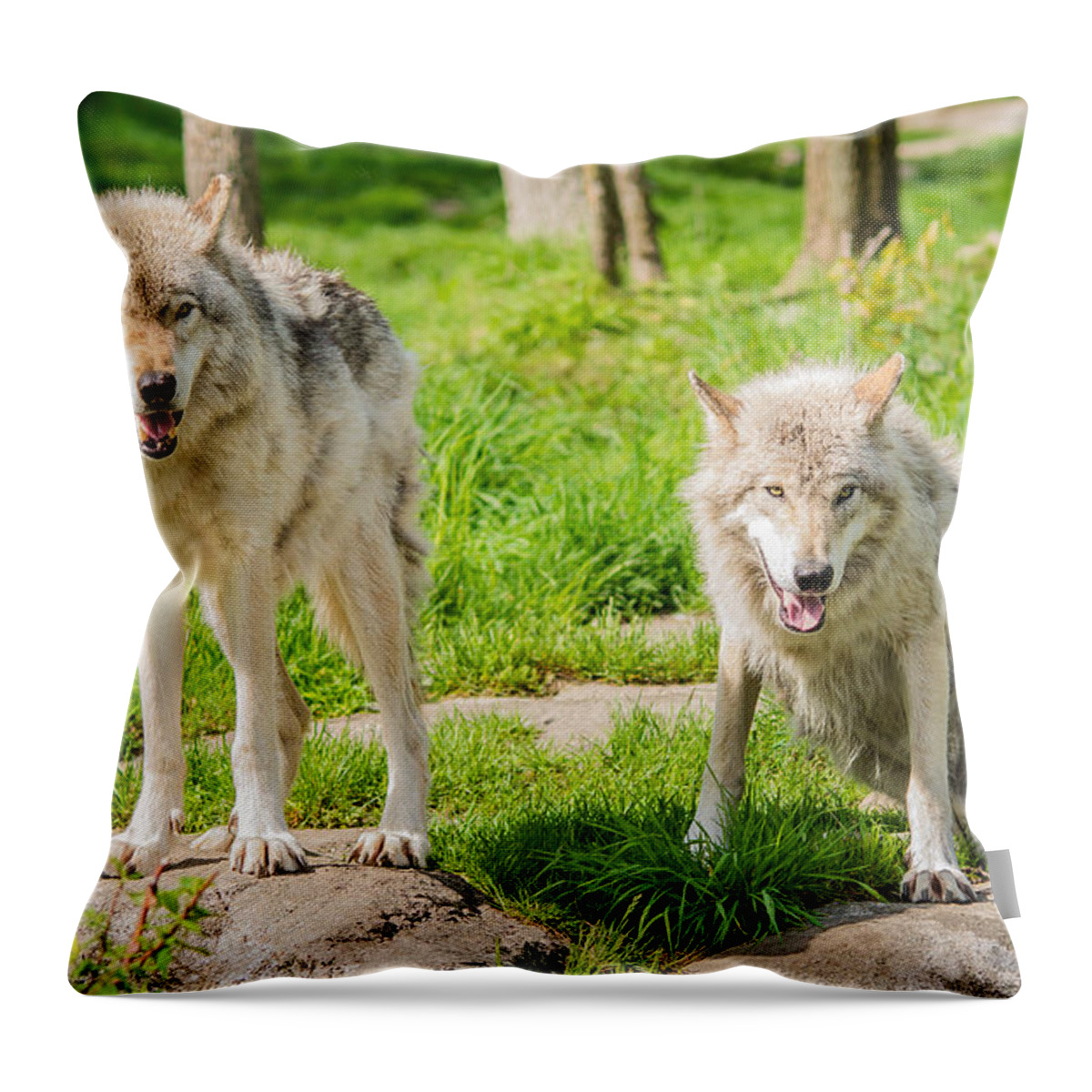 Alpha Throw Pillow featuring the photograph Timber Wolves #1 by Cheryl Baxter