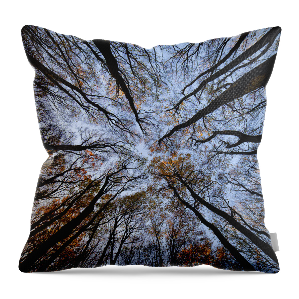 Forest Throw Pillow featuring the photograph Tall trees by Mike Santis