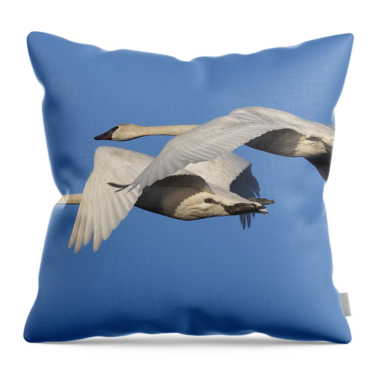 Swan Throw Pillow featuring the photograph Trumpeter Swans #1 by Bob Stevens