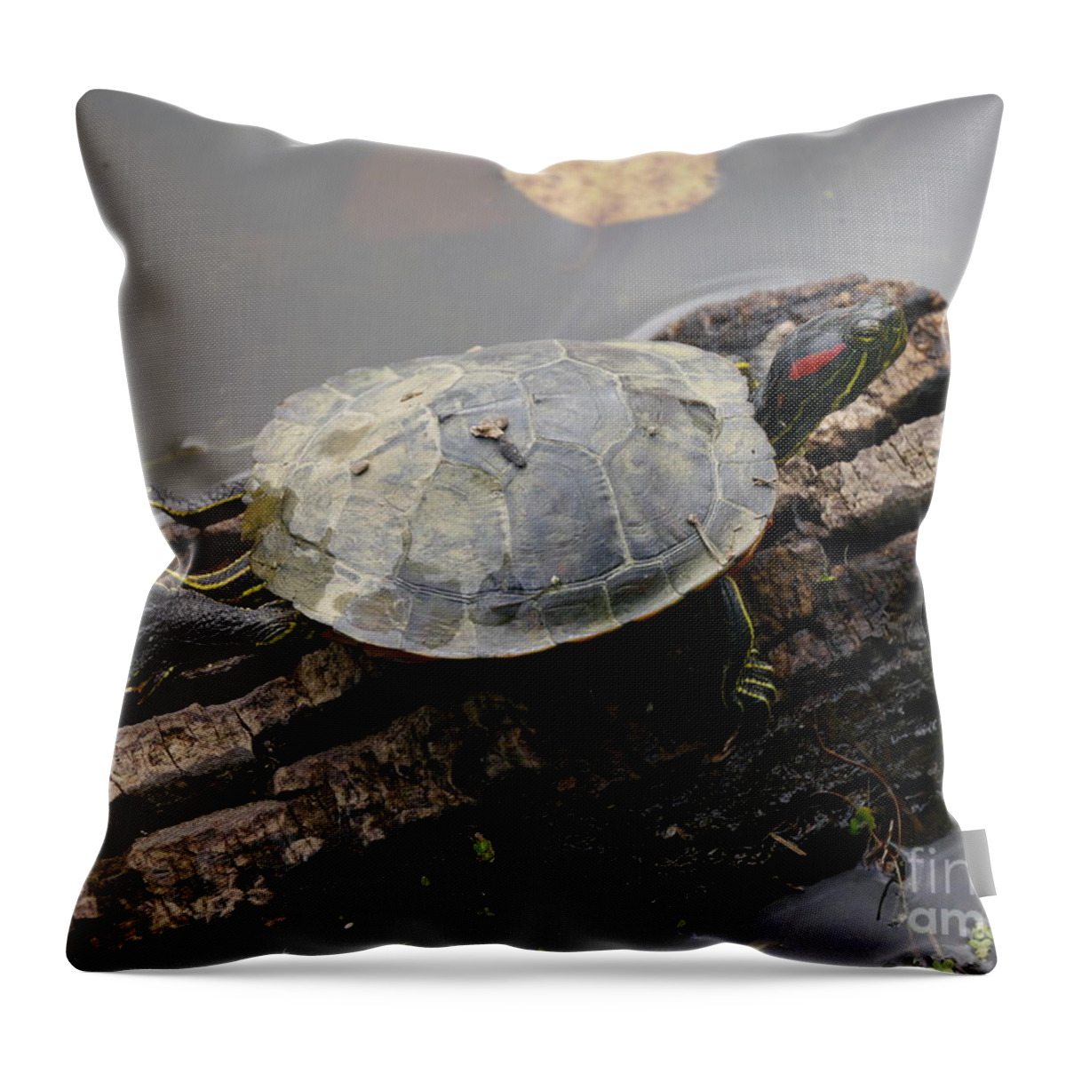 Turtle Throw Pillow featuring the photograph Turtle On A Log #1 by Jane Ford