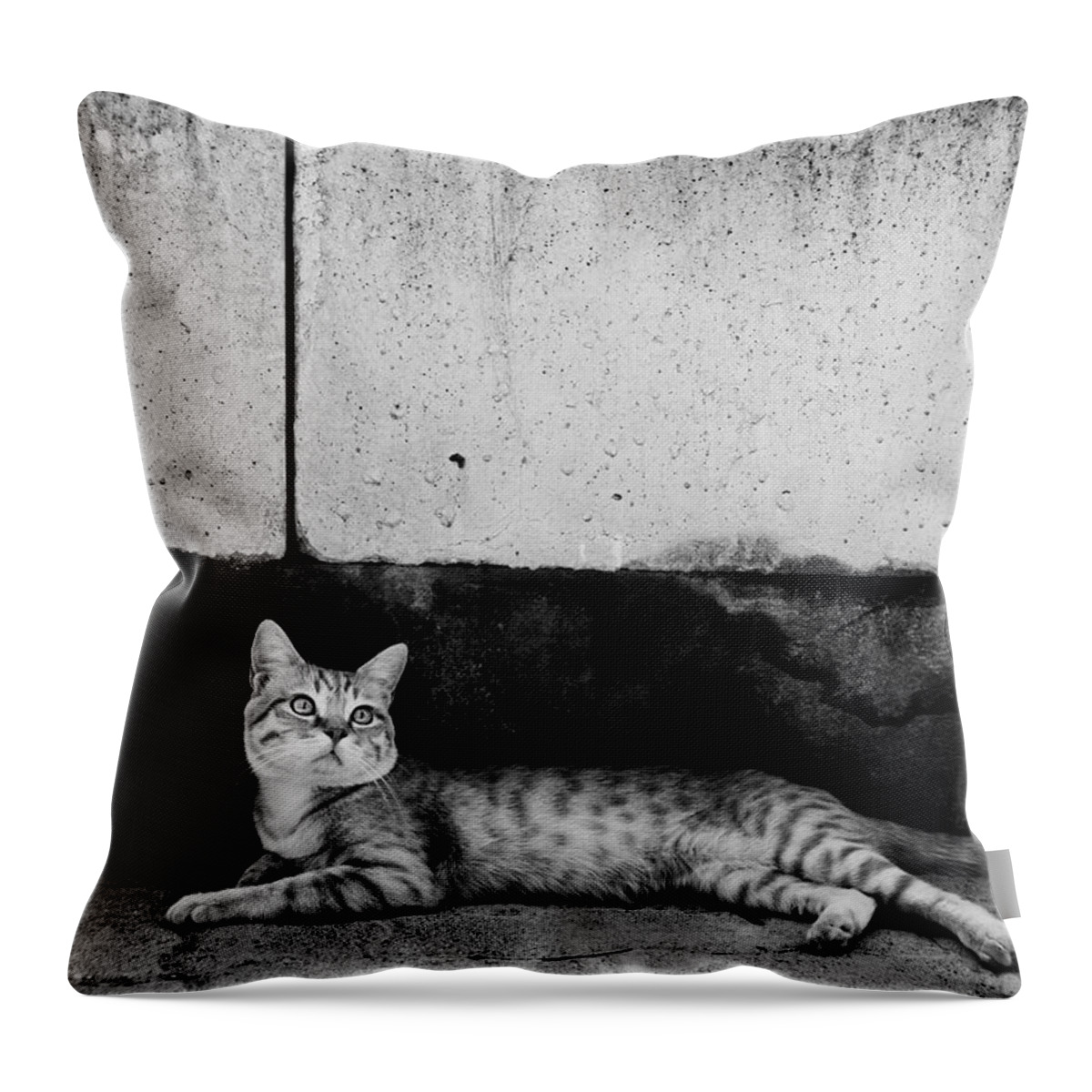 Cat Throw Pillow featuring the photograph Untitled #1 by Laura Melis