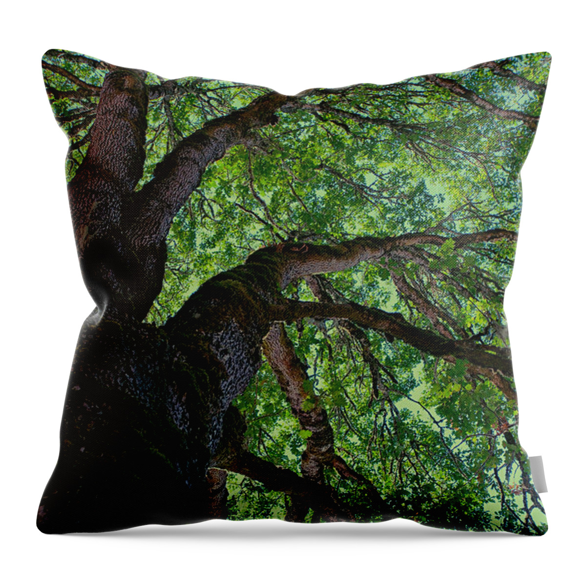 Forest Throw Pillow featuring the photograph Up a Tree #1 by Bonnie Bruno