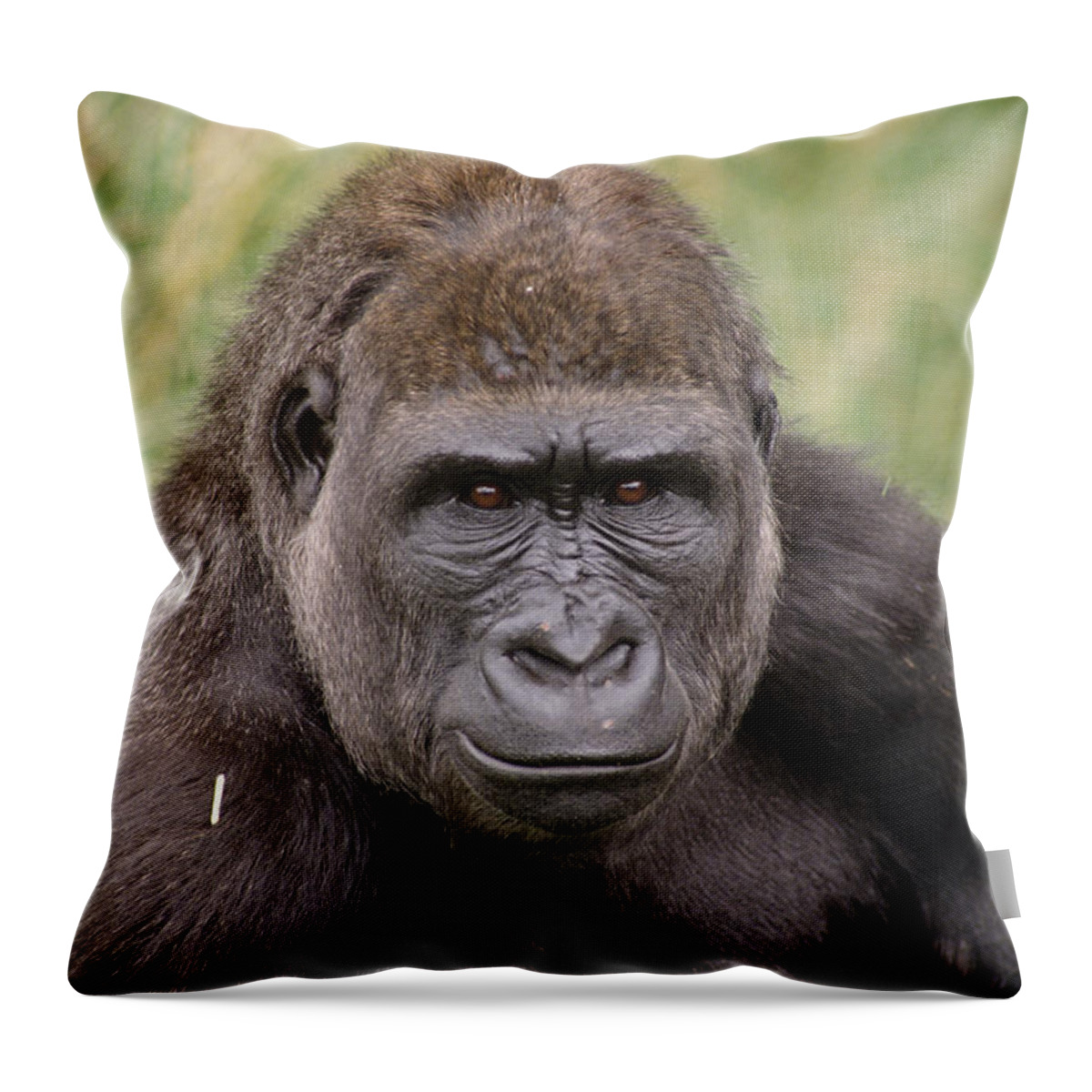 Feb0514 Throw Pillow featuring the photograph Western Lowland Gorilla Young Male #1 by Gerry Ellis