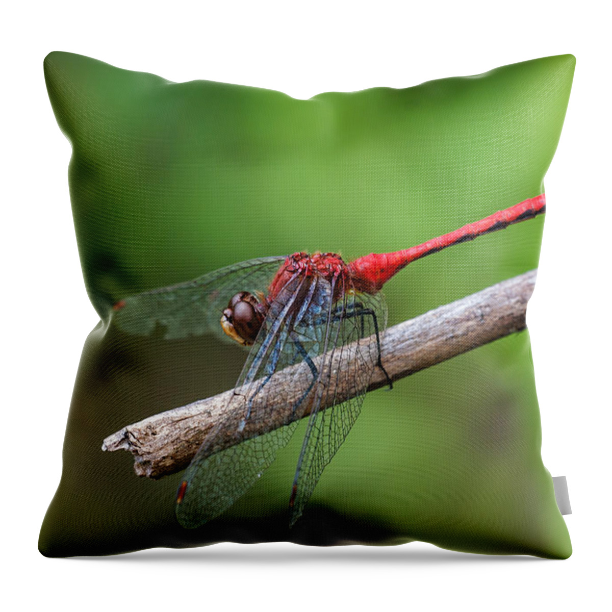 Sympetrum Throw Pillow featuring the photograph White Faced Meadowhawk #1 by Jim Zablotny
