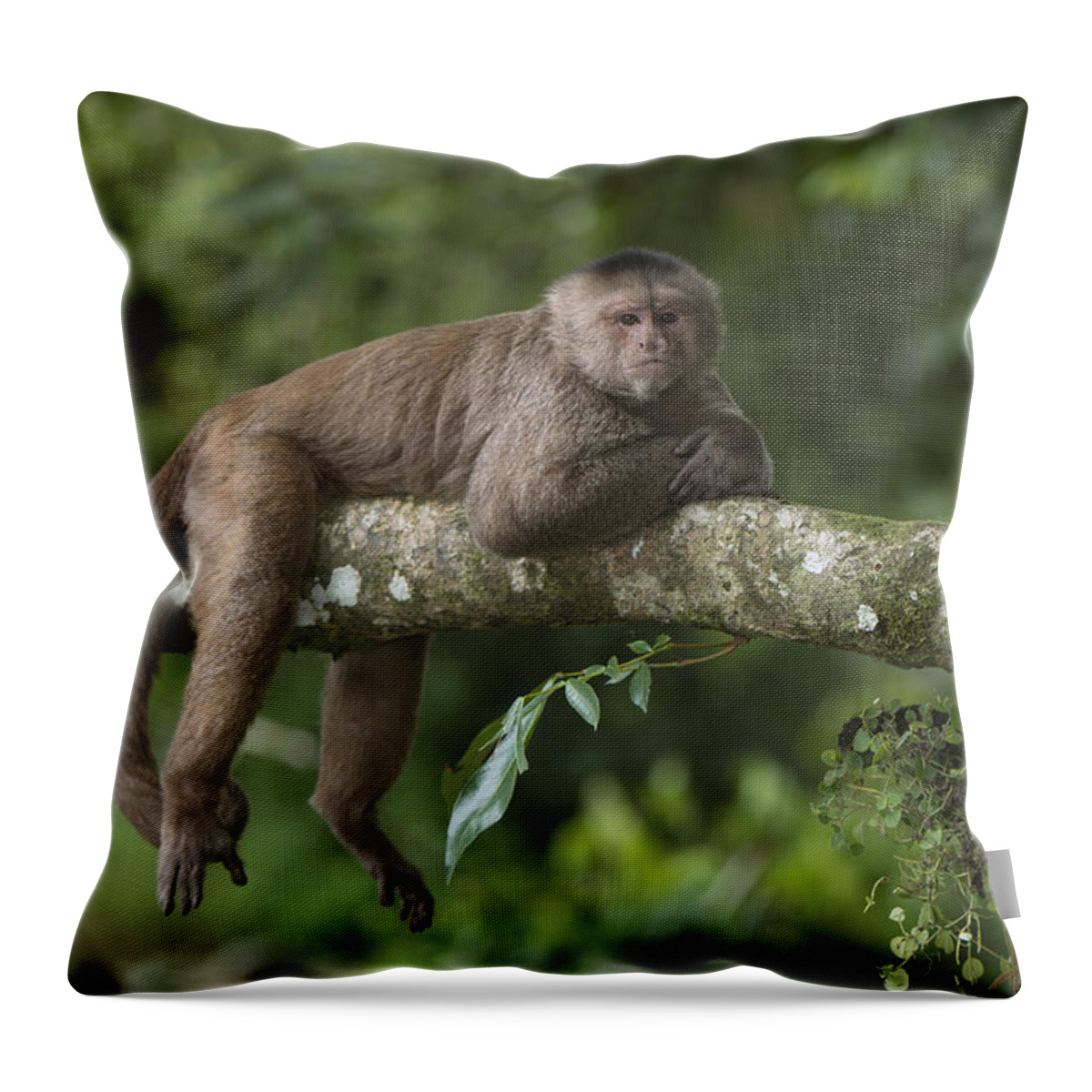 Pete Oxford Throw Pillow featuring the photograph White-fronted Capuchin Puerto #1 by Pete Oxford