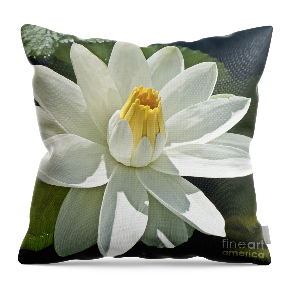 Water Llilies Throw Pillow featuring the photograph White Water Lily - Nymphaea #1 by Heiko Koehrer-Wagner