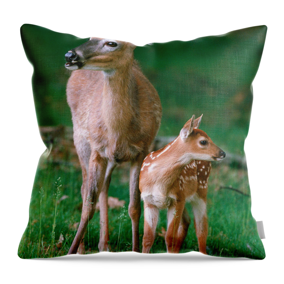 White-tailed Deer Throw Pillow featuring the photograph Whitetail Doe And Fawn #1 by Stephen J. Krasemann