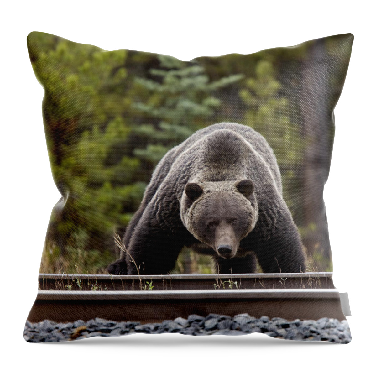 Mammal Throw Pillow featuring the photograph Wild Grizzly Bear #1 by Mark Duffy