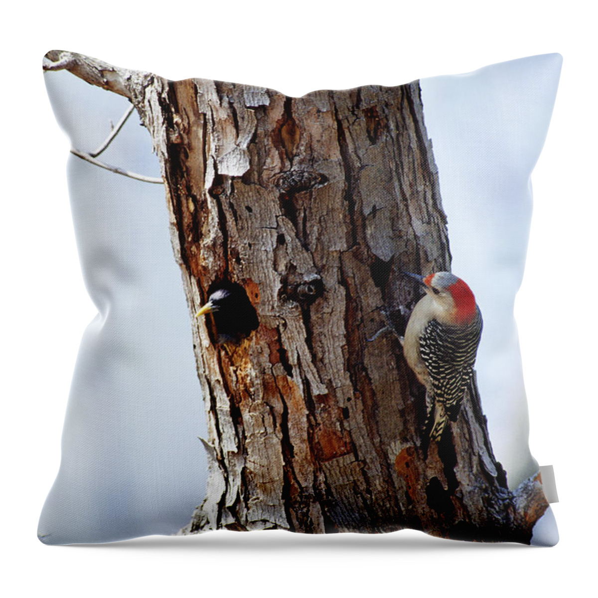 Red-bellied Woodpecker Throw Pillow featuring the photograph Woodpecker And Starling Fight For Nest #1 by Gregory G. Dimijian