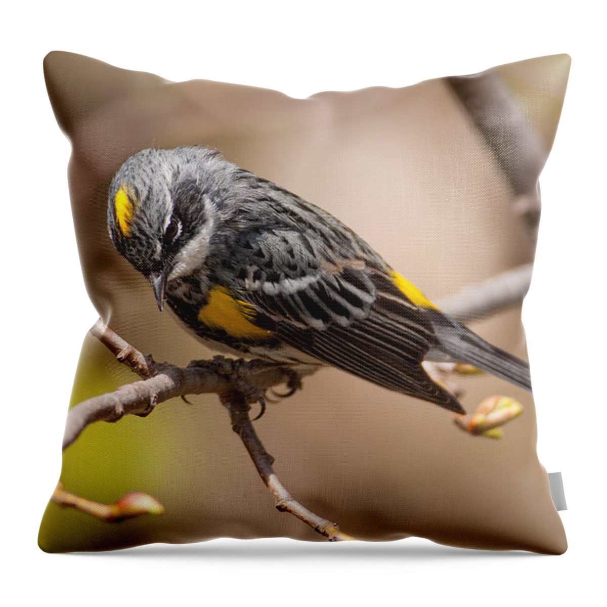 Bird Throw Pillow featuring the photograph Yellow-rumped Warbler #1 by Gerald DeBoer
