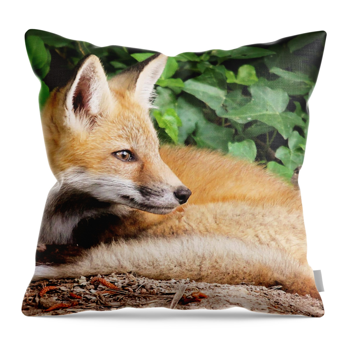 Young Throw Pillow featuring the photograph Young Fox #2 by Stacy Abbott