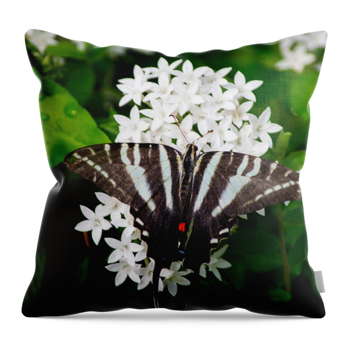 Zebra Throw Pillow featuring the photograph Zebra Swallowtail #1 by Angela DeFrias