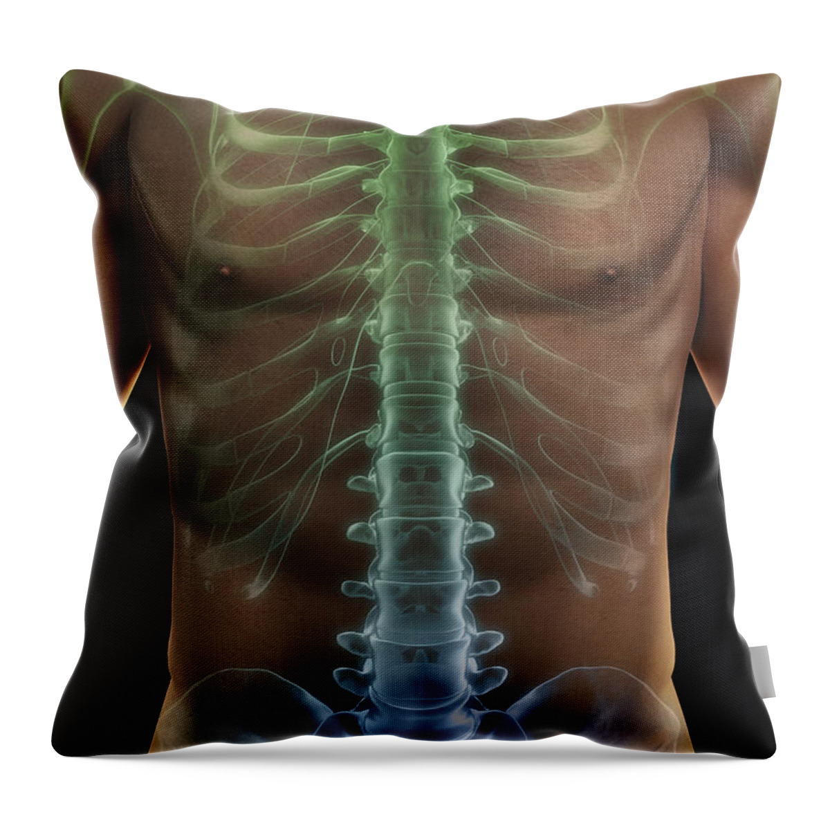 Vertebrae Throw Pillow featuring the photograph Bones Of The Torso #10 by Science Picture Co