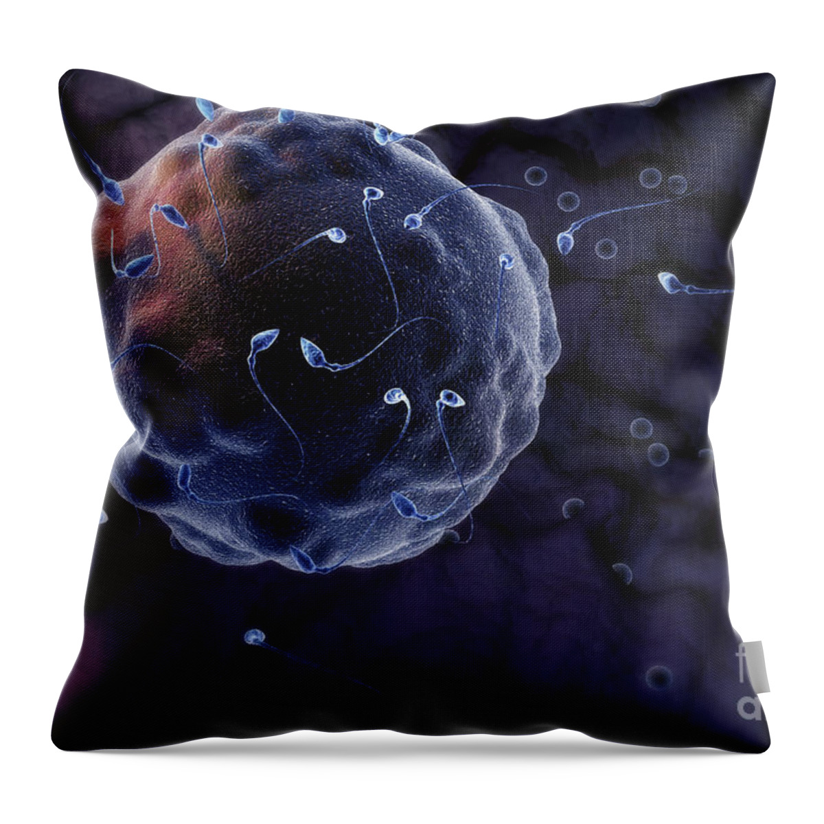 Human Anatomy Throw Pillow featuring the photograph Fertilization #10 by Science Picture Co