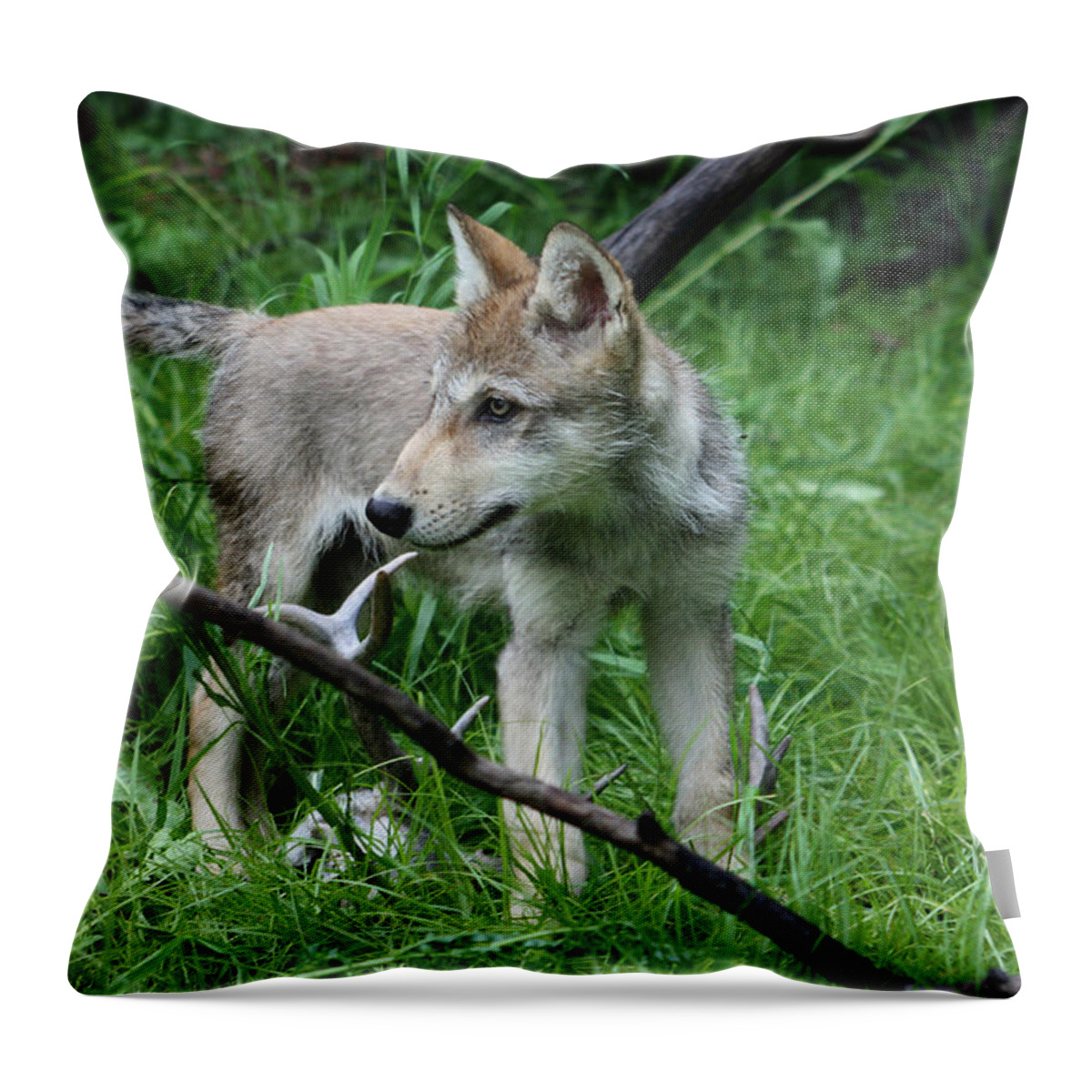 Wolf Throw Pillow featuring the photograph Gray Wolf Pup #10 by Amanda Stadther