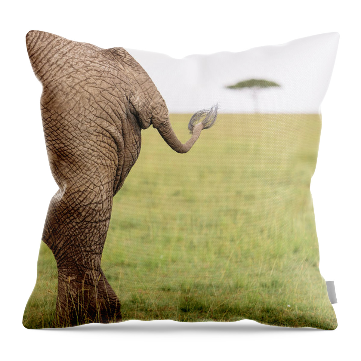 Kenya Throw Pillow featuring the photograph Masai Mara Reserve, Kenya #10 by Gavin Gough