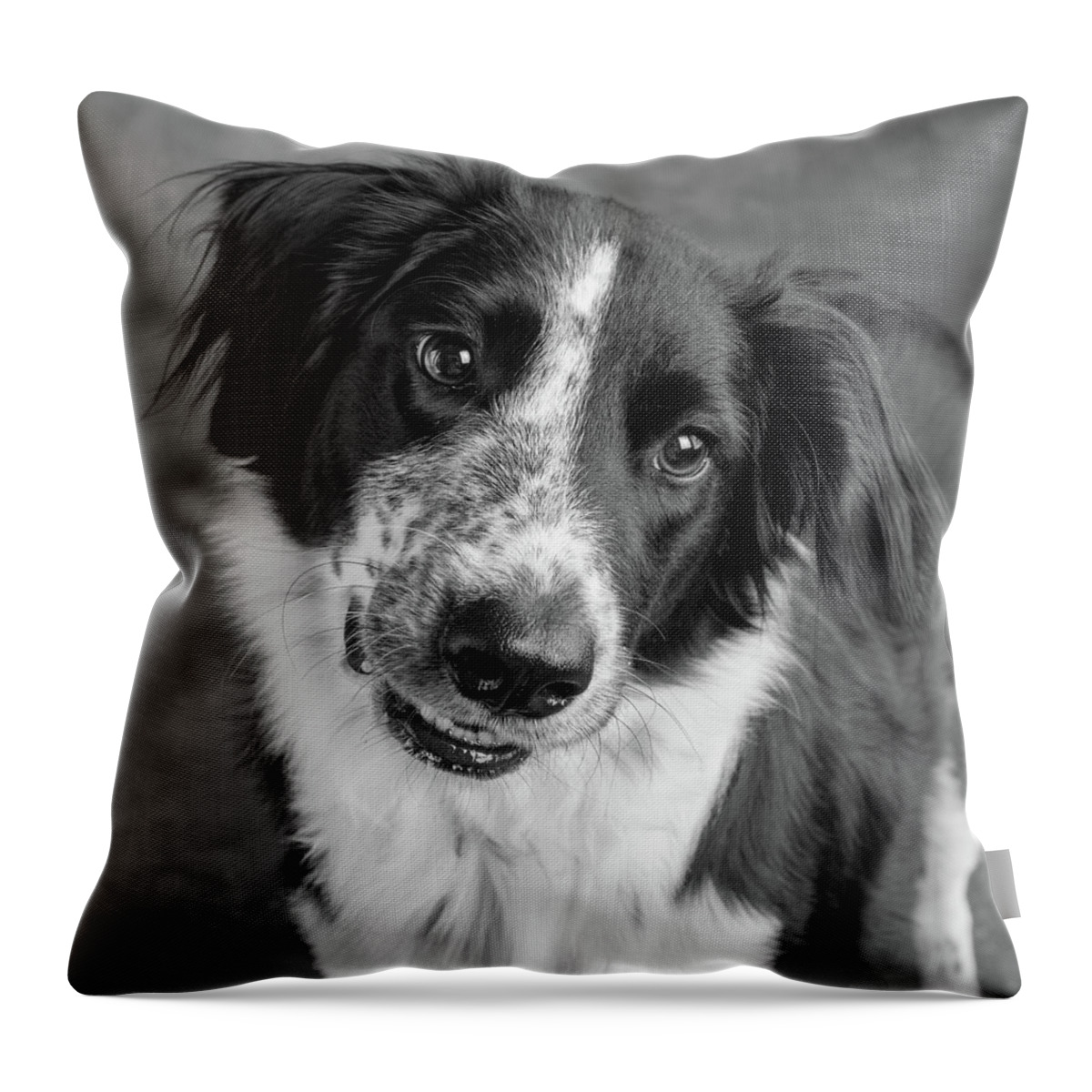 Photography Throw Pillow featuring the photograph Portrait Of A Border Collie Mix Dog #10 by Animal Images