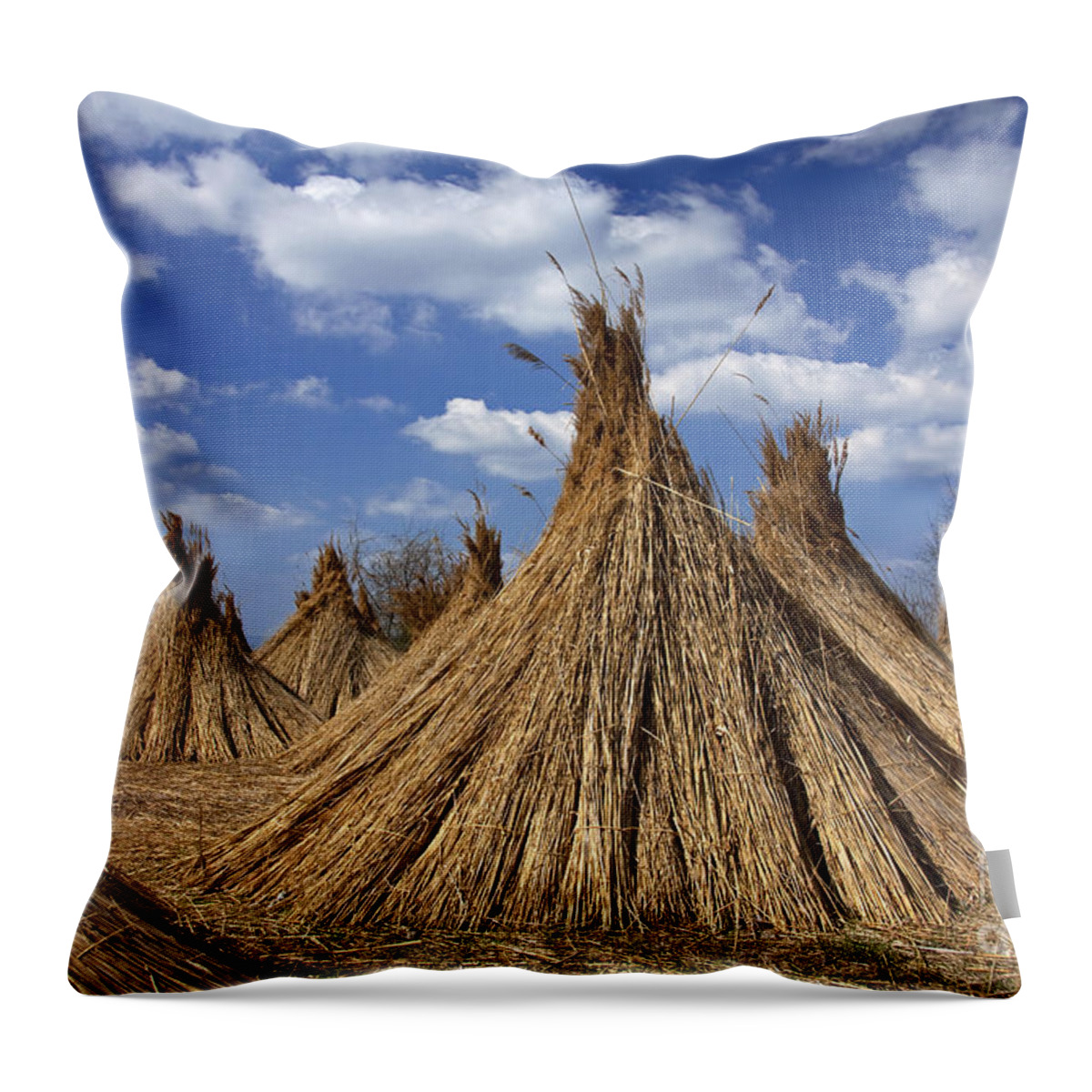Common Reed Throw Pillow featuring the photograph 101130p093 by Arterra Picture Library