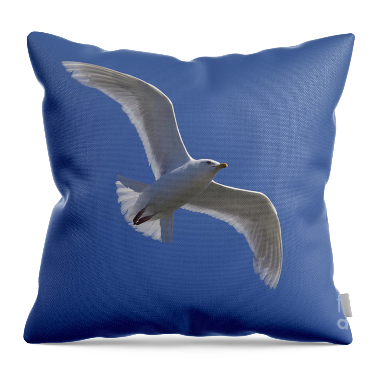 Larus Glaucoides Throw Pillow featuring the photograph 101130p135 by Arterra Picture Library
