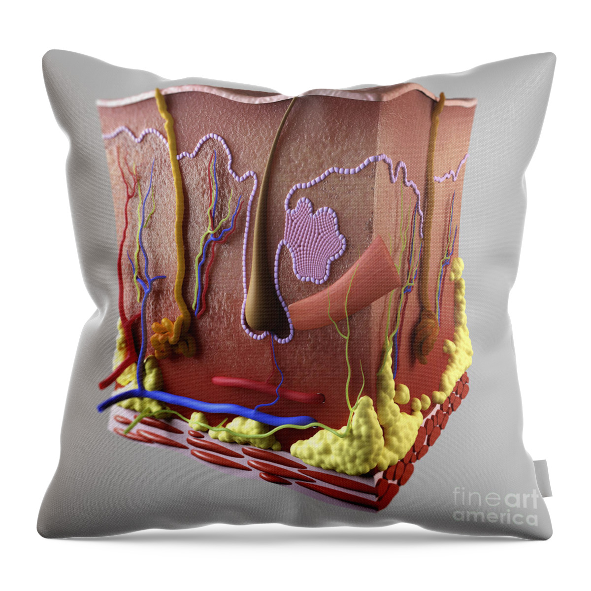 Biomedical Illustration Throw Pillow featuring the photograph Anatomy Of Human Skin #11 by Science Picture Co