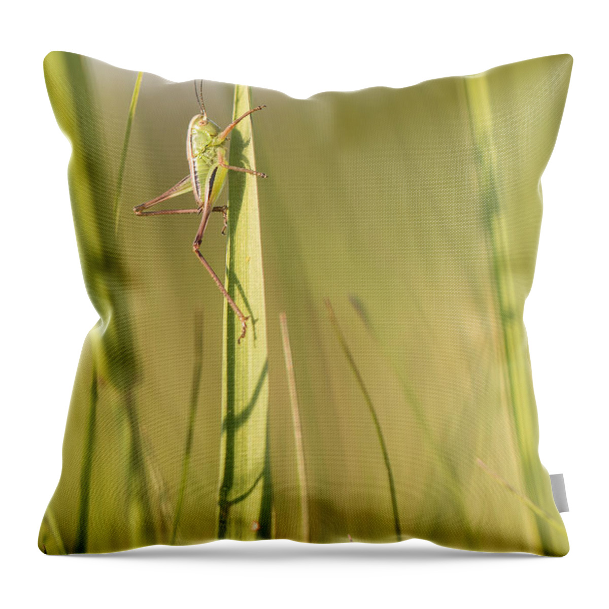 Bulgaria Throw Pillow featuring the photograph 11 Green Grasshopper by Jivko Nakev