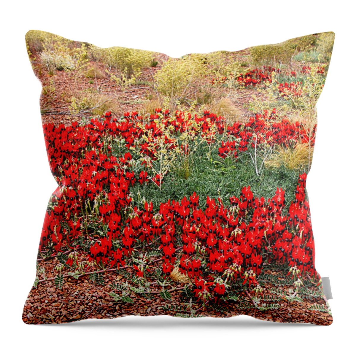 Sturts Desert Pea Throw Pillow featuring the photograph Sturt's Desert Pea Outback South Australia #11 by Carole-Anne Fooks