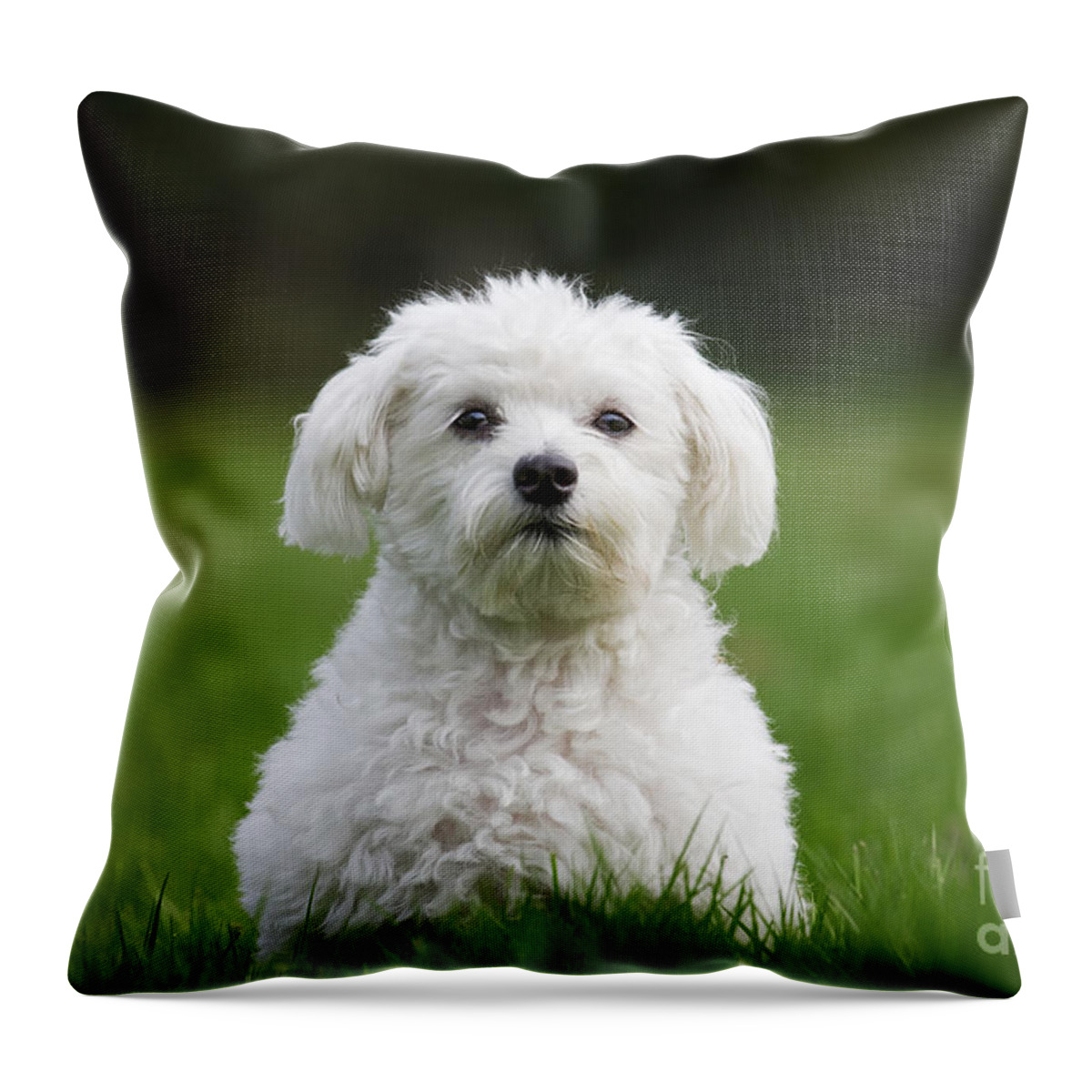 Maltezer Throw Pillow featuring the photograph 110506p113 by Arterra Picture Library