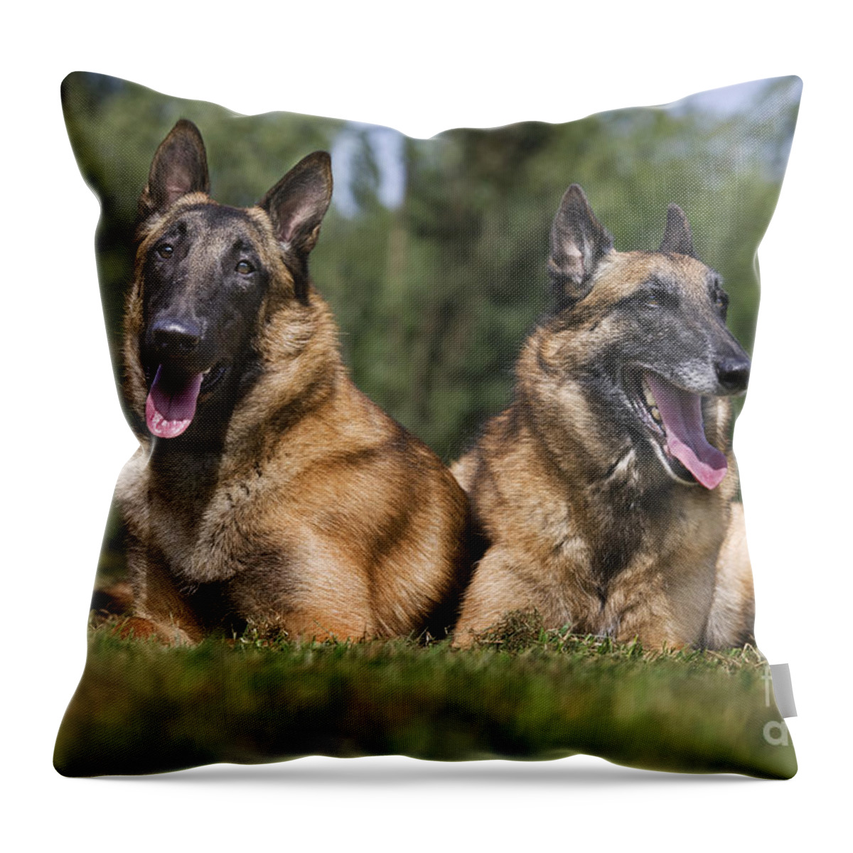 Belgian Shepherd Dog Throw Pillow featuring the photograph 110506p116 by Arterra Picture Library