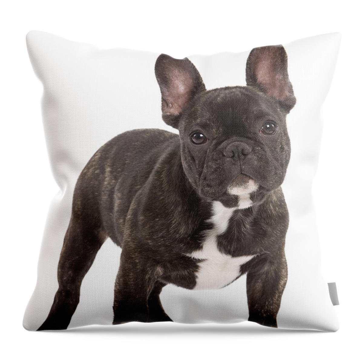 Dog Throw Pillow featuring the photograph French Bulldog #12 by Jean-Michel Labat