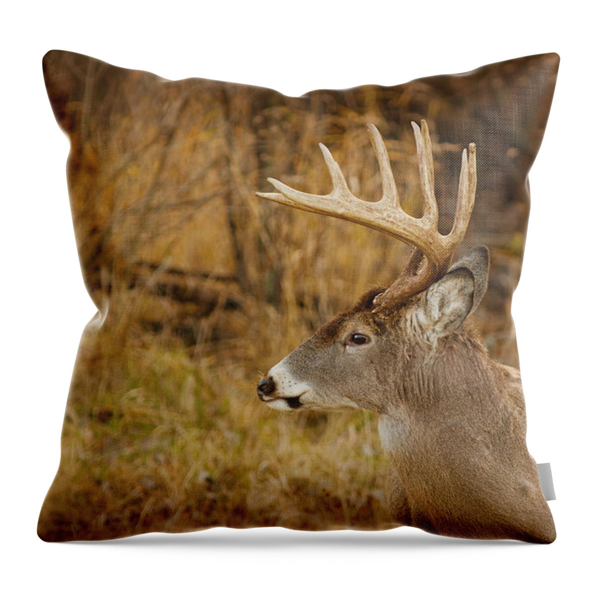 Antlers Throw Pillow featuring the photograph 12 point White-tail by Larry Bohlin