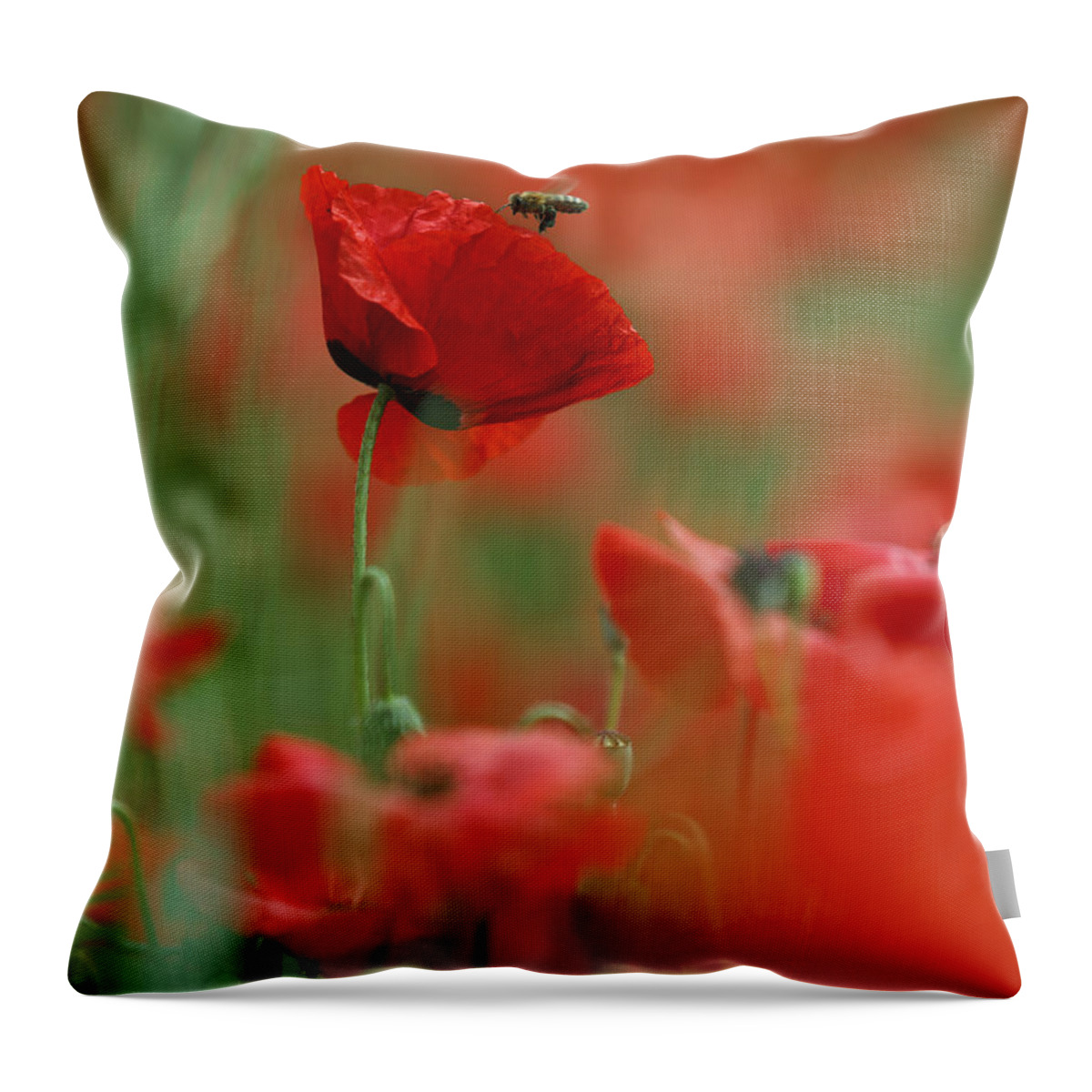 Poppy Throw Pillow featuring the photograph Red Poppy Flowers #12 by Nailia Schwarz