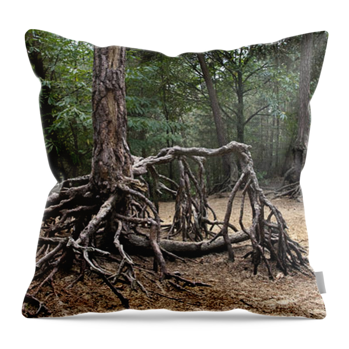 Scots Pine Throw Pillow featuring the photograph 120223p257 by Arterra Picture Library