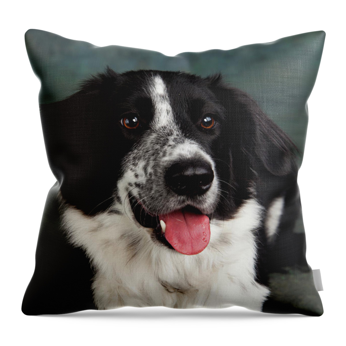 Photography Throw Pillow featuring the photograph Portrait Of A Border Collie Mix Dog #13 by Animal Images